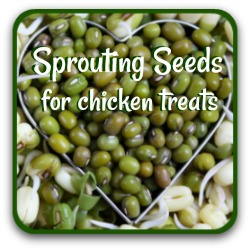 Sprouting seeds for chicken feed - link.