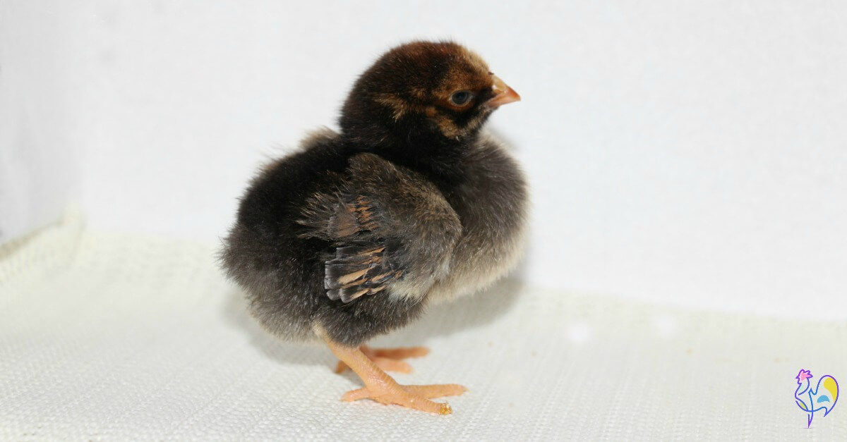 Sohpia the Golden Laced Wyandotte jako laska.