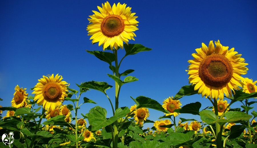 A sunflower field in full bloom - there will soon be lots of seeds for your flock!