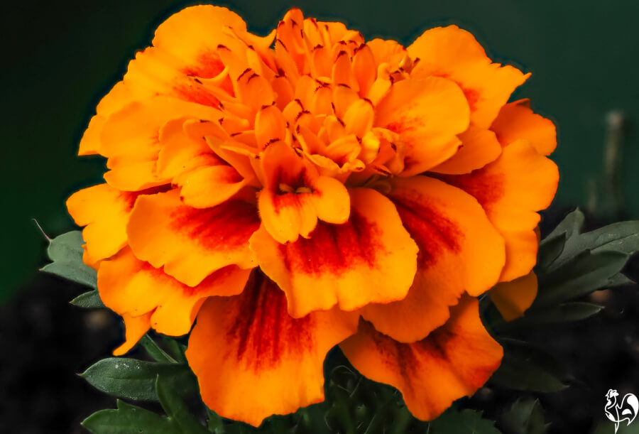 Which Marigolds Are Best For Your Chickens Health