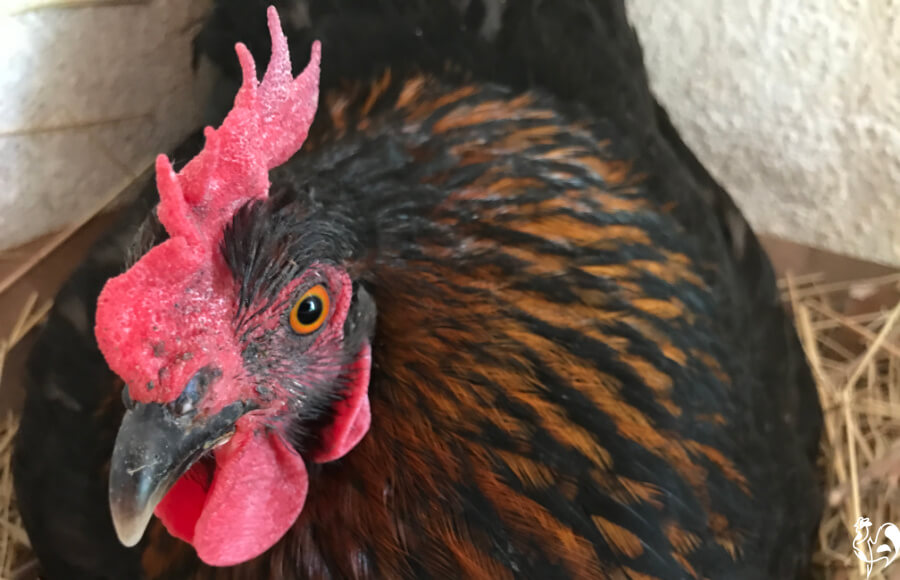 Why you taking my picture? Do I have a chicken on my head …