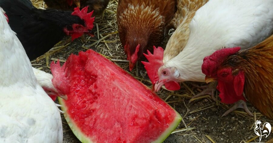 https://www.raising-happy-chickens.com/images/watermelon-chicken-treats.jpg