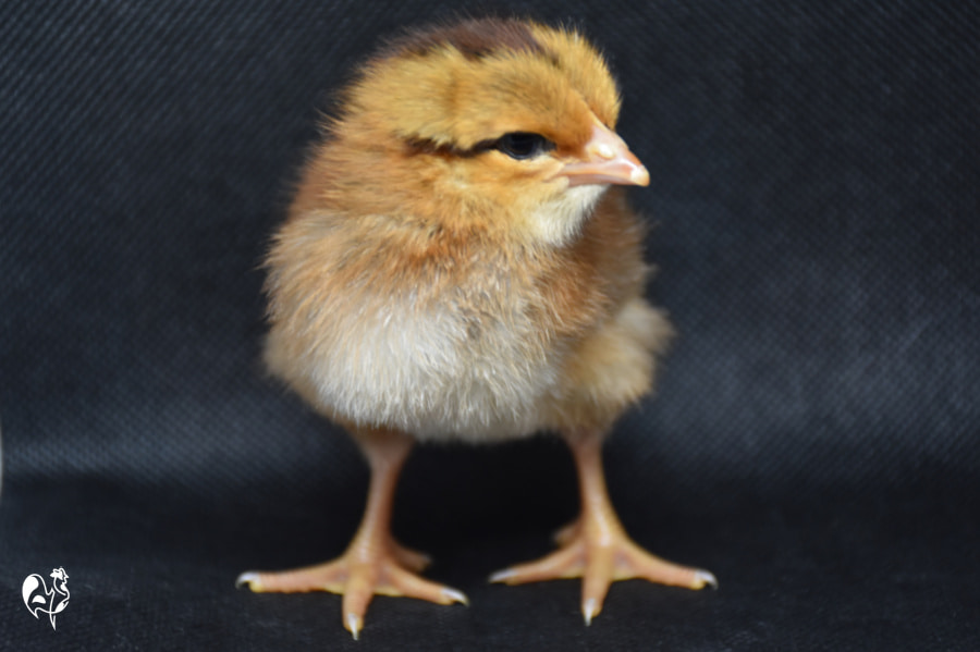 Stages of chicken eggs hatching: day 19 in the incubator.