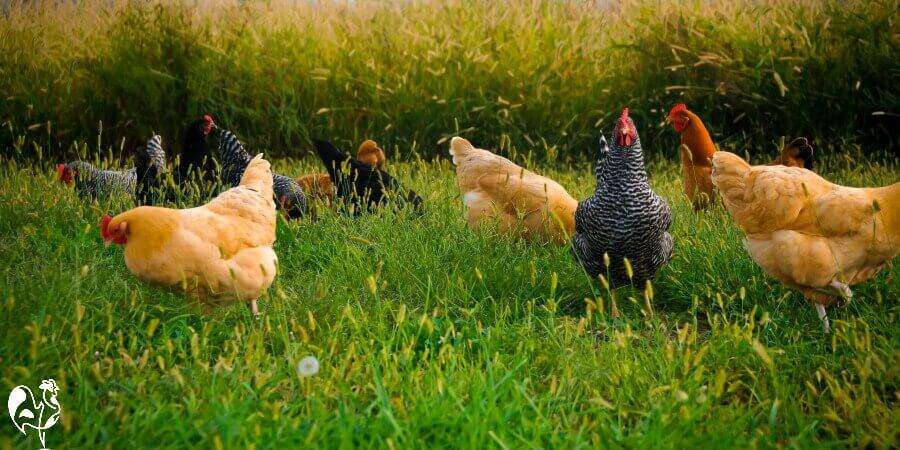 Chickens free ranging on pasture.