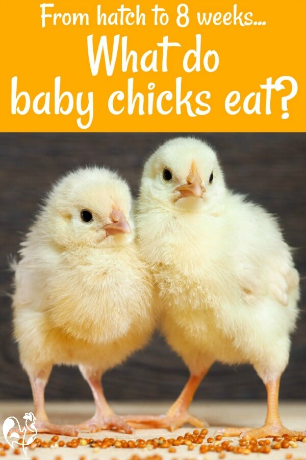 What Do Baby Chicks Eat 2022 