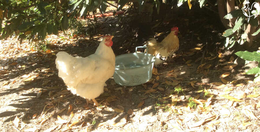 How cold can chickens tolerate? - Omlet Blog US