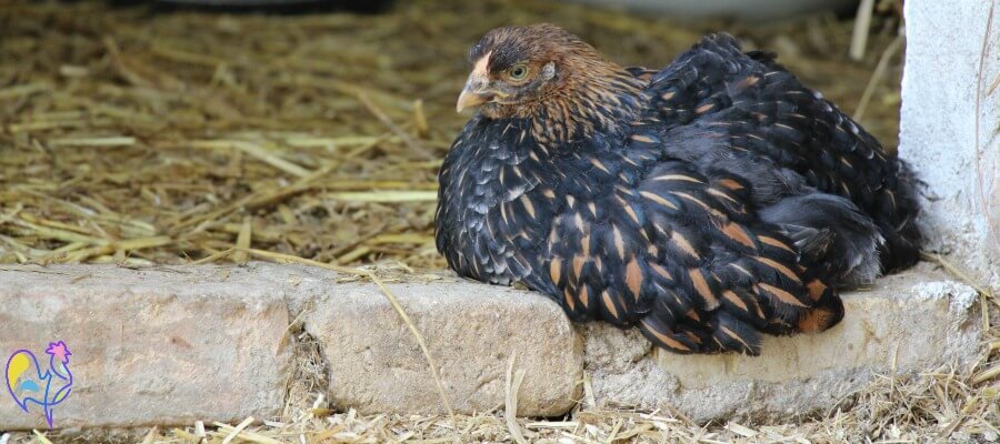 denna gyllene Laced Wyandotte chick blev ett offer för 'Sudden Chicken Death' syndrom. Här undersöker vi vad det är, varför det händer och vad, om något, du kan göra för att förhindra det.