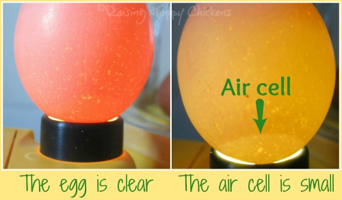 Hatching chicken eggs : your guide to the first seven days of incubation.