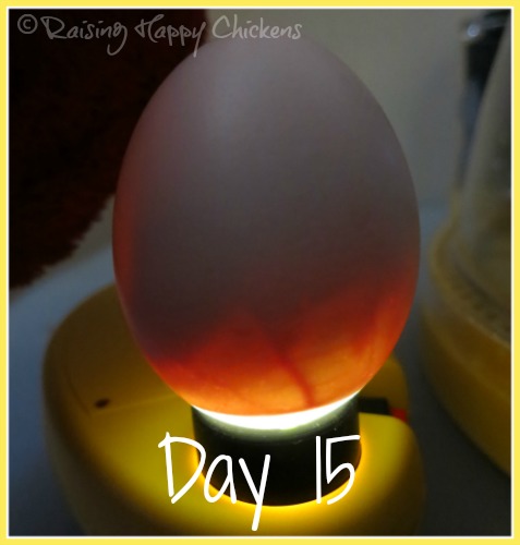 Hatching chicks? Find out what happens in days 14 to 19 of ...
