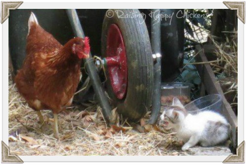 getting rid of rats from your chicken coop forever: a