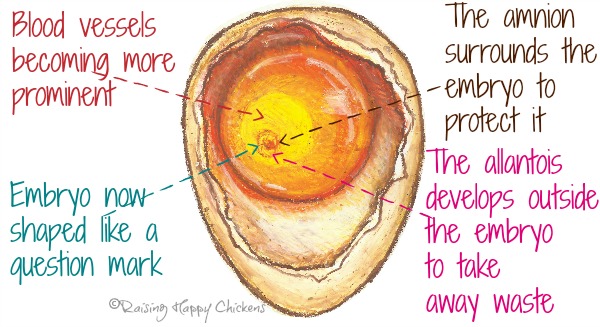 Incubation : What's Going On In A Chicken Egg At Day 3?