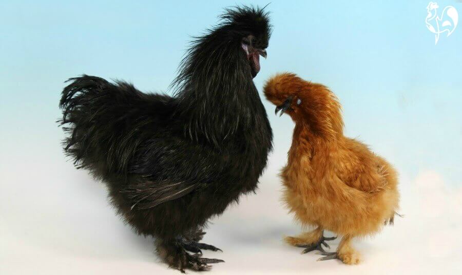 Silkie chickens : why they're the teddy bear of the poultry world.